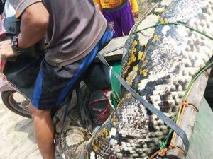 BKSDA Cek Kabar Ular Piton 7 Meter Dibunuh di Kalteng