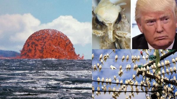Riuh Dunia dalam Gambar: Kubah Lahar, Ngengat Bernama Trump