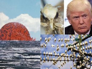 Riuh Dunia dalam Gambar: Kubah Lahar, Ngengat Bernama Trump