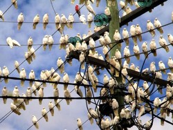 Suara Berisik Ribuan Burung Meneror Warga Adelaide