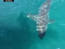 Ngeri! Saat Hiu Putih Pepet Perahu Polisi di Australia