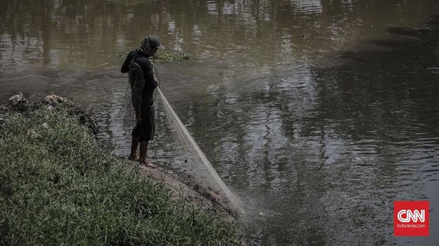 Pohon Kopi Bakal Gantikan Tanaman Sayur di Hulu Citarum