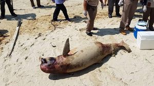 Foto: Penampakan Pesut Mati Gara-gara Minyak di Teluk Balikpapan