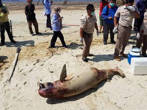 Foto: Penampakan Pesut Mati Gara-gara Minyak di Teluk Balikpapan