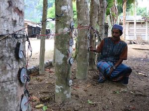 Dulu Bikin Heboh, Listrik Pohon Kedondong Kini Tinggal Cerita Dulu Bikin Heboh, Listrik Pohon Kedondong Kini Tinggal Cerita