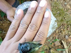 Garengpung, Lauk Unik Andalan Warga Ponorogo