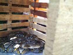 Menakuti Anak-anak, Ular Sanca 4 Meter Ditangkap Warga Mojokerto