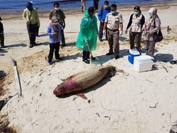 Minyak Tumpah di Teluk Balikpapan, Susi: Biota Laut Banyak Mati