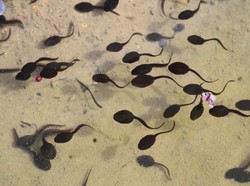 Makan Kecebong Hidup untuk Pengobatan, Normalkah? Makan Kecebong Hidup untuk Pengobatan, Normalkah?