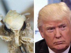 Punya Rambut Keemasan, Ngengat Ini Diberi Nama Donald Trump