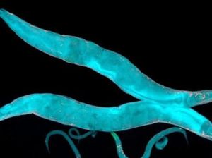 Ribuan Cacing Dikirim ke Luar Angkasa untuk Meneliti Otot