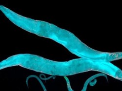 Ribuan Cacing Dikirim ke Luar Angkasa untuk Meneliti Otot