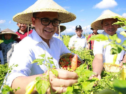 Begini Cara Petani Cabai Banyuwangi Raup Untung Besar