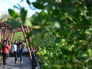Wisata Mangrove Wonorejo Kian Cantik dengan Ornamen Baru
