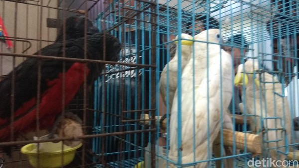 Pemerintah Perbarui Daftar Hewan Dilindungi Ada Pleci Dan Kenari