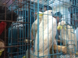 Satwa Langka yang Dijual di Medsos Bisa Untung Hingga Rp 4 Juta