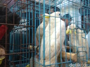 Pemerintah Perbarui Daftar Hewan Dilindungi, Ada Pleci dan Kenari Pemerintah Perbarui Daftar Hewan Dilindungi, Ada Pleci dan Kenari