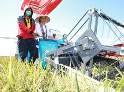 Menteri Rini Panen Padi dan Borong Beras Organik