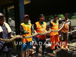 Ular Sanca 4 Meter Muncul di Saluran Air di Jakbar