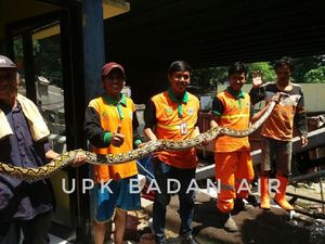 Ular Sanca 4 Meter Muncul di Saluran Air di Jakbar Ular Sanca 4 Meter Muncul di Saluran Air di Jakbar