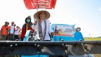 Pakai Caping dan Naik Traktor, Rini Panen Padi di Banyuwangi