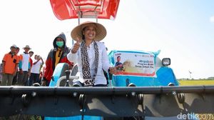 Pakai Caping dan Naik Traktor, Rini Panen Padi di Banyuwangi