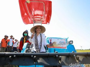 Pakai Caping dan Naik Traktor, Rini Panen Padi di Banyuwangi