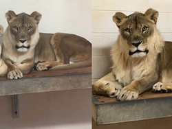 Leher Singa Betina Ini Ditumbuhi Surai, Kenapa Bisa?