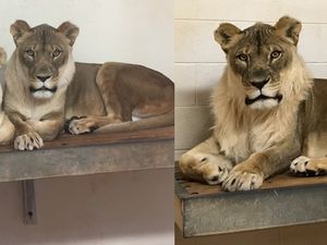 Singa Betina yang Punya Surai Langka Mati di Oklahoma Singa Betina yang Punya Surai Langka Mati di Oklahoma