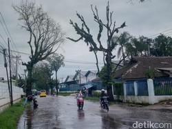 Banyak Pohon Tua Bahayakan Pengguna Jalan Majalaya-Ciparay