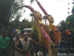 Ijab Kabul Ala Penganten Tebu di PG Madukismo, Bantul