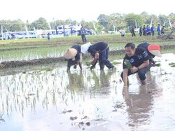 Begini Gaya AHY Saat Berbaur dengan Petani di Banyuwangi