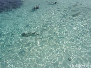 Tahu Nggak, di Raja Ampat Bisa Berenang Sama Hiu