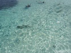 Tahu Nggak, di Raja Ampat Bisa Berenang Sama Hiu