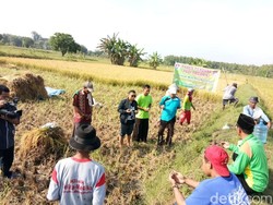 Pemuda Tani Organik Pakai Kencing Kelinci Usir Tikus, Caranya?