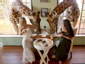 Seru dan Asyik! Makan Ditemani Jerapah dengan Pemandangan Indah di Tempat Ini Seru dan Asyik! Makan Ditemani Jerapah dengan Pemandangan Indah di Tempat Ini