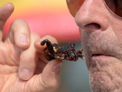 Terancam Punah, Tarantula Goreng Khas Kamboja Kini Mahal Harganya