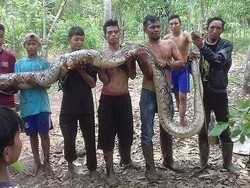 BKSDA Kalbar Cek Kabar Ular Piton Raksasa Ditangkap Warga
