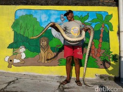 Sudah Tangkap 7 Ular Piton, Warga di Boyolali Tingkatkan Ronda
