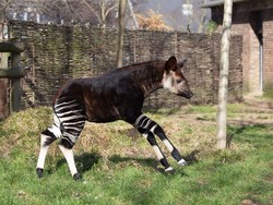 Unik, Bayi Jerapah Hutan Ini Dinamai Calon Istri Pangeran Harry