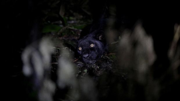 Spesies Tanaman dan Hewan Langka Penghuni Hutan Amazon