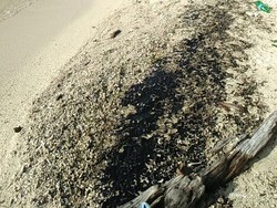 Minyak Hitam Misterius Tumpah di Pulau Pari Kepulauan Seribu
