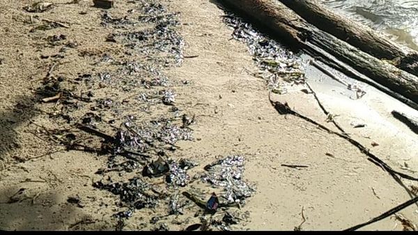 Penampakan Minyak Hitam Misterius yang Tumpah di Pulau Pari