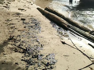 Penampakan Minyak Hitam Misterius yang Tumpah di Pulau Pari