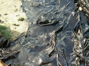 Minyak Misterius Cemari Pulau Pari, dari Kapal atau Kilang? Minyak Misterius Cemari Pulau Pari, dari Kapal atau Kilang?