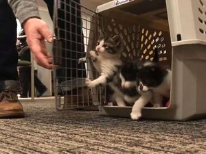 Gemas! Para Kucing Ini Ikut Audisi Jadi Polisi