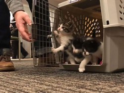 Gemas! Para Kucing Ini Ikut Audisi Jadi Polisi