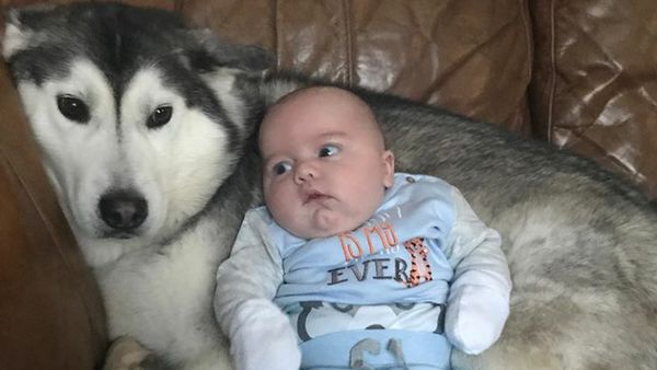 Seorang Bayi dan Anjing Penjaganya yang Setia