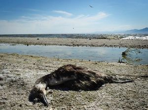 Foto: Pantai Paling Suram di Dunia Foto: Pantai Paling Suram di Dunia