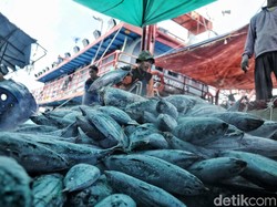 Perindo Bakal Ekspor Ikan Rp 1,5 T ke Kuwait hingga Jeddah